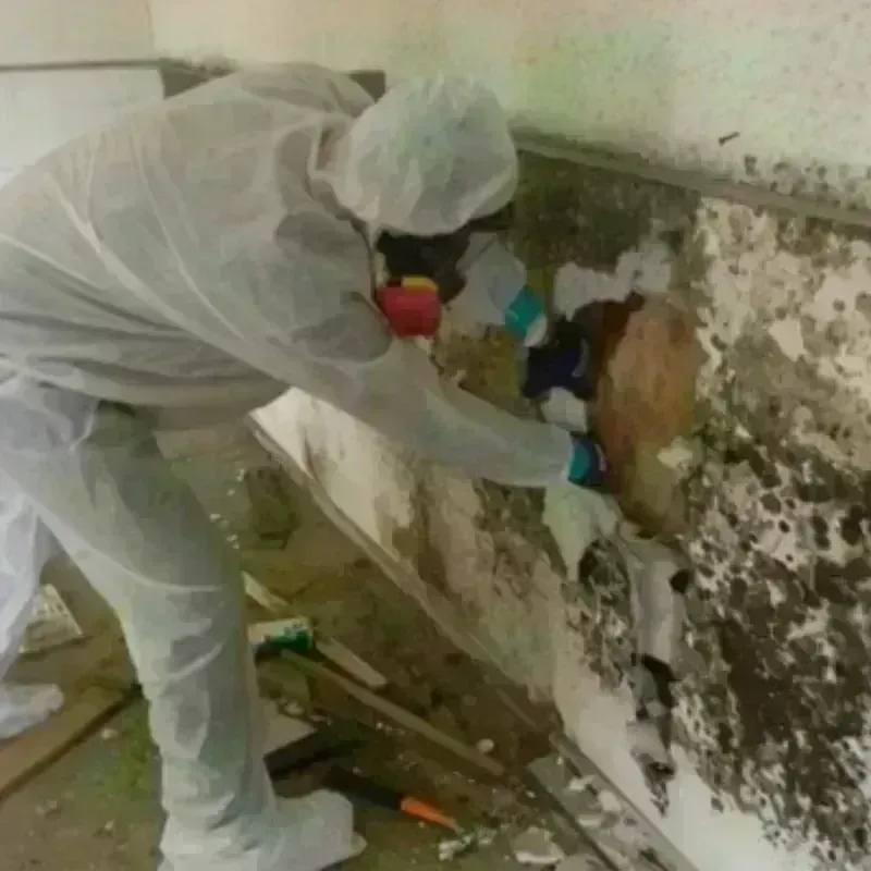 Mold Remediation and Removal in Chantilly, VA